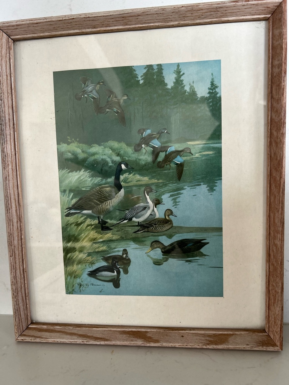 Vintage framed art print by Roger Tory Peterson Canada geese & mallard ducks.